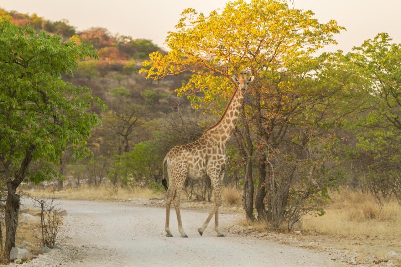 Eagle Tented Lodge & Spa Okaukuejo Luaran gambar